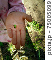 Selective focus shot of a caterpillar on a child's hand 75005099