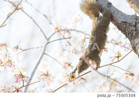桜の蕾を食べるリス 桜の蕾を食べるリス 75005308