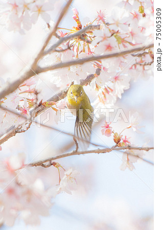 桜と羽ばたいているメジロ 75005309