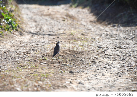 ツグミ(鶫) ツグミ(鶫) 75005665