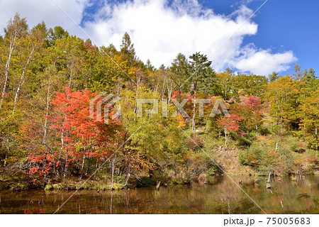 青い空 沸き立つ雲 紅葉が始まった八千穂高原自然園遊亀池を写すの写真素材