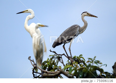 鳥 アオサギ 白鷺の写真素材
