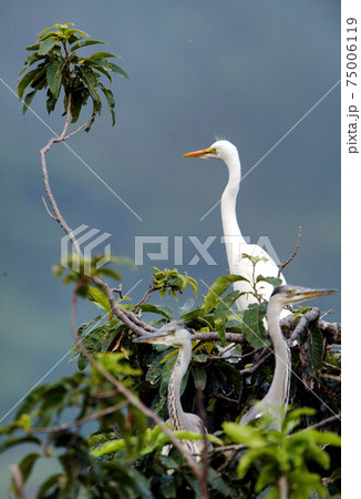 鳥 アオサギ 白鷺の写真素材