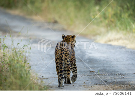 Back view of Indian wild male leopard or panther walking on a jungle track in natural green background during monsoon season wildlife safari at forest of central india - panthera pardus fusca Back view of Indian wild male leopard or panther walking on a jungle track in natural green background during monsoon season wildlife safari at forest of central india - panthera pardus fusca 75006141