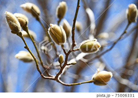 ハクモクレン 白木蓮 の蕾の写真素材