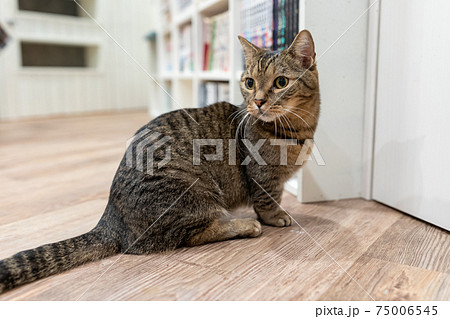 猫の振り向き 猫の振り向き 75006545