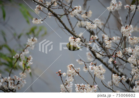 初春の候,咲き誇る桜の花の香に誘われて春雨の中戯れる1匹のメジロ 初春の候,咲き誇る桜の花の香に誘われて春雨の中戯れる1匹のメジロ 75006602