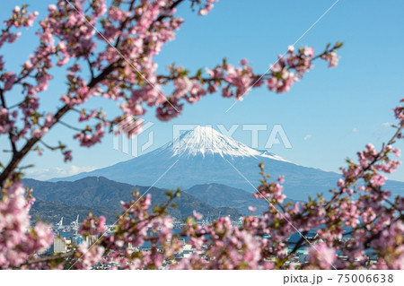 日本平の桜 75006638