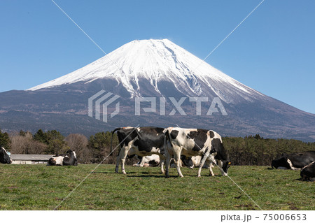 富士山と牛 富士山と牛 75006653