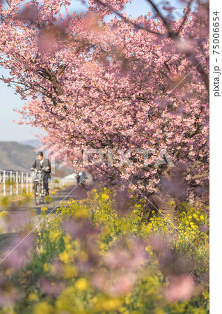 焼津河津桜 焼津河津桜 75006654