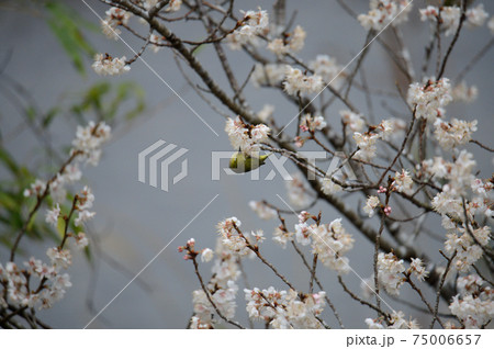 咲き誇る桜の花の香に誘われて春雨の中戯れる1匹のメジロ 75006657