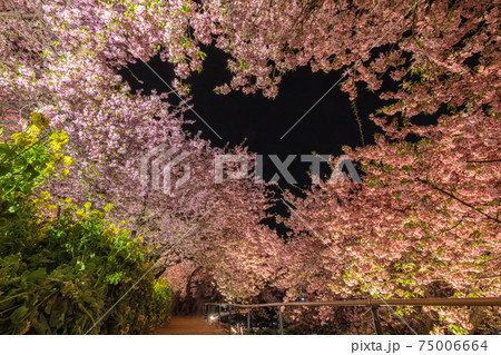 松田山の夜桜 松田山の夜桜 75006664