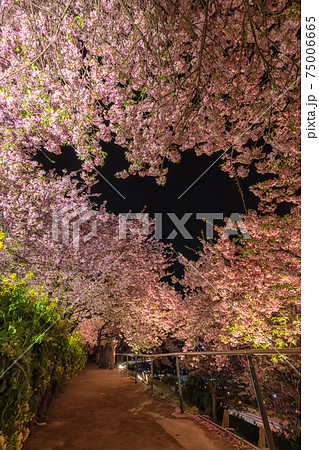 松田山の夜桜 松田山の夜桜 75006665