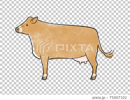 Jersey cattle Jersey cattle 75007102