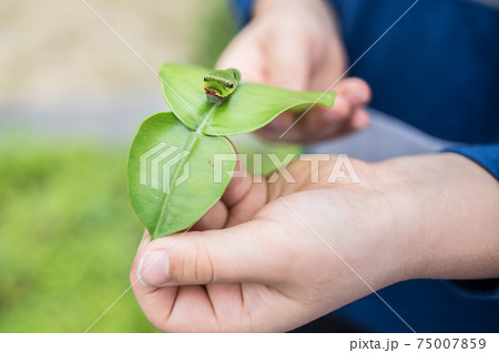 黒アゲハ蝶の幼虫 ポケモンのキャタピーにそっくりの写真素材