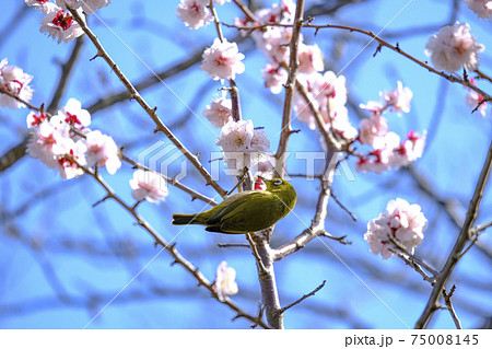 梅の花とメジロ 梅の花とメジロ 75008145