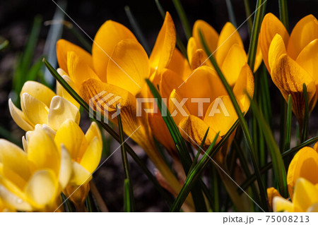 First spring flower of yellow crocuses. Template for postcards, greeting cards and posters. First spring flower of yellow crocuses. Template for postcards, greeting cards and posters. 75008213