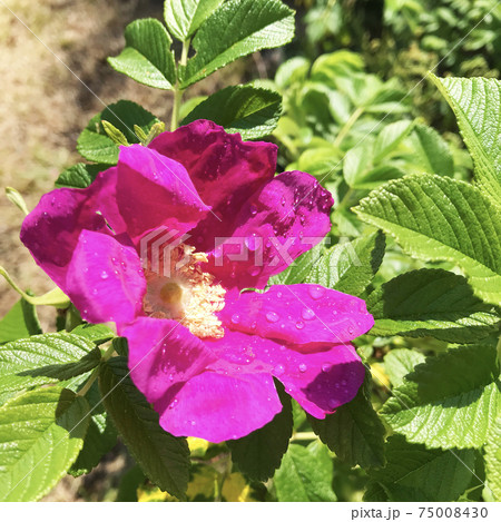 水滴のついたピンク色の花 75008430