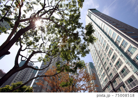 ビル 住宅 木 75008518