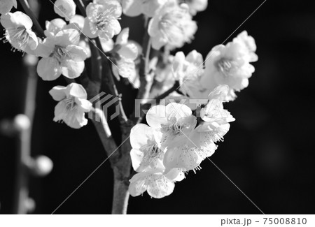 一枝の白梅（モノクロ）　開花した白梅（モノクロ）　　　　 75008810