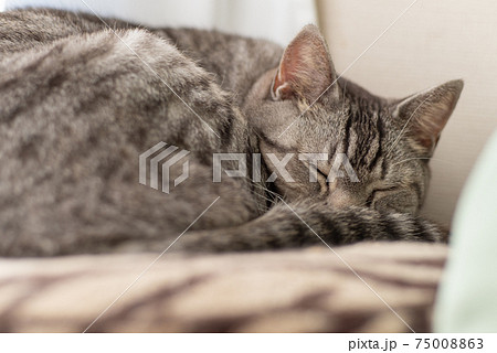 眠る猫 サバトラ猫 眠る猫 サバトラ猫 75008863
