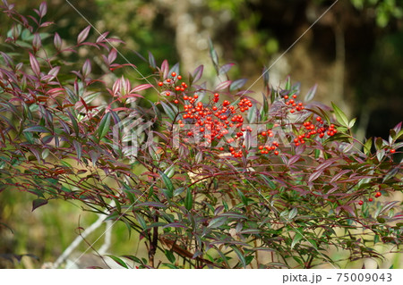 薄っすら積もった雪に真っ赤に実った南天の実が映える 薄っすら積もった雪に真っ赤に実った南天の実が映える 75009043