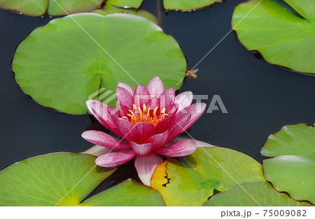 蓮 花 修練 75009082