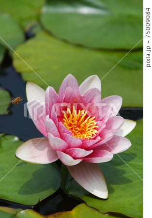 蓮 花 修練 75009084