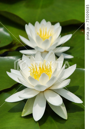 蓮 花 修練 75009085