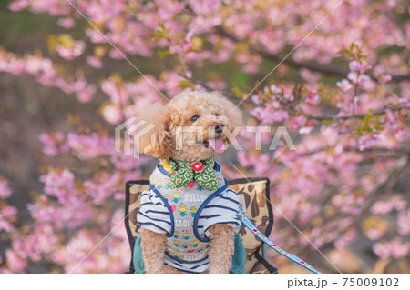 河津桜と犬 河津桜と犬 75009102