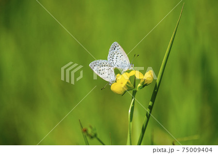 シルビアシジミ 75009404