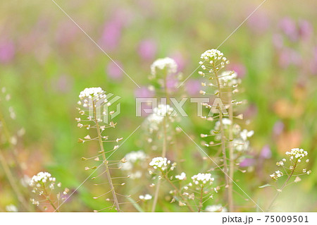 穏やかな春光の可愛らしい花のナズナの写真素材