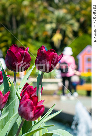 花 フラワー お花 75009583