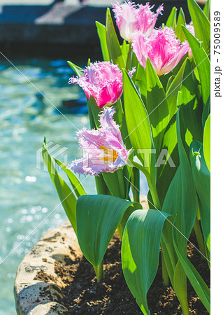 花 フラワー お花 75009589