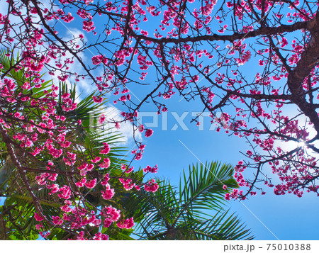 沖縄の青空と桜 沖縄の青空と桜 75010388