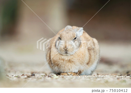 大久野島の兎 75010412