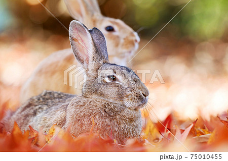 大久野島の兎 75010455