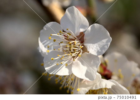 白い梅の花の写真素材