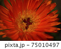 花　ガーベラ 75010497