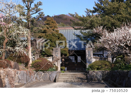 曽我梅林の法蓮寺と青空 曽我梅林の法蓮寺と青空 75010520