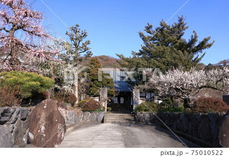 曽我梅林の法蓮寺と青空 75010522