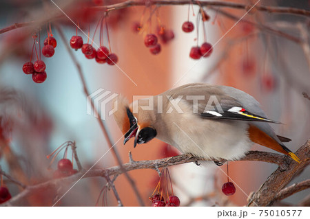 Bohemian waxwing winter passerine bird feeding on berries 75010577