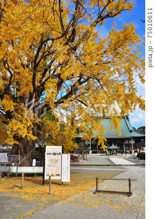神奈川県藤沢市 遊行寺の黄金色大イチョウと本堂 神奈川県藤沢市 遊行寺の黄金色大イチョウと本堂 75010611