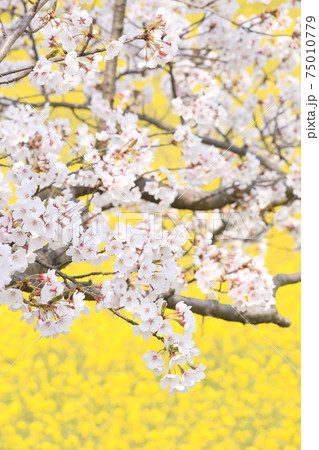 春の花が綺麗 春の花が綺麗 75010779