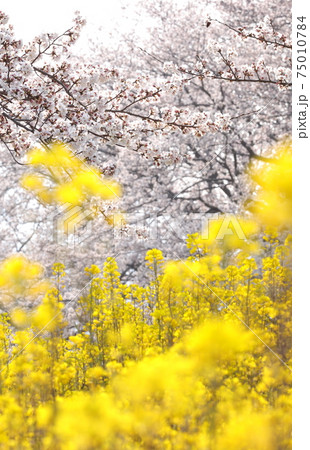 春の花が綺麗 春の花が綺麗 75010784