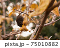 ロウバイの枝と実 75010882