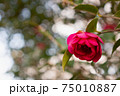 輝きの中の椿 75010887