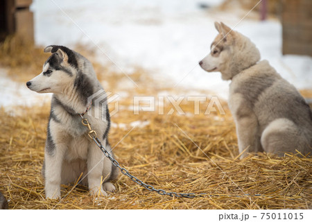 Siberian Husky dogs portrait in winter Siberian Husky dogs portrait in winter 75011015
