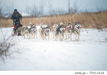 Siberian Husky dogs portrait in winter 75011016