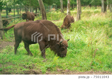 European bison in the Russian National Park. Bison on summer 75011043